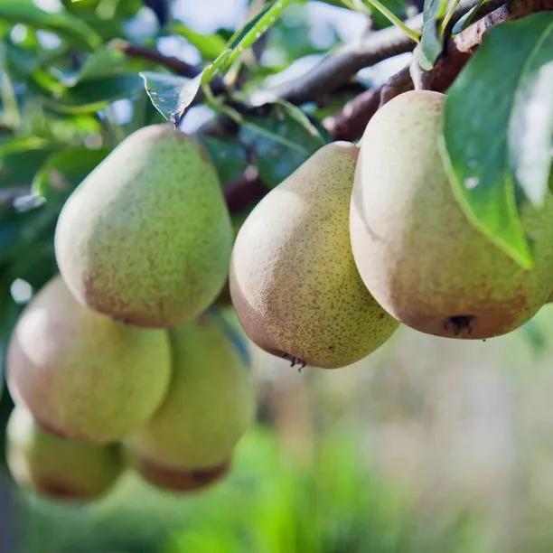 Pear Tree - Beurre Hardy 1